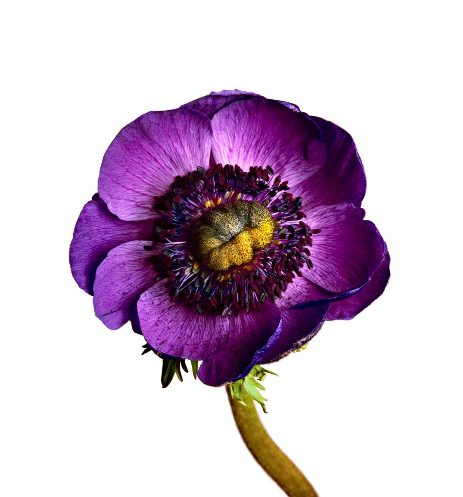 Ървинг Пен - Отвъд Красотата | Irving Penn