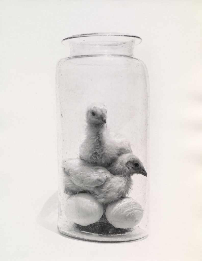 Ървинг Пен - Отвъд Красотата | Irving Penn