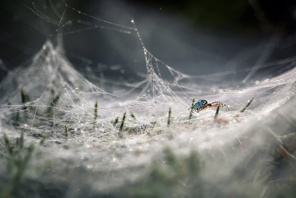 Фотограф: K.N.Madjarov