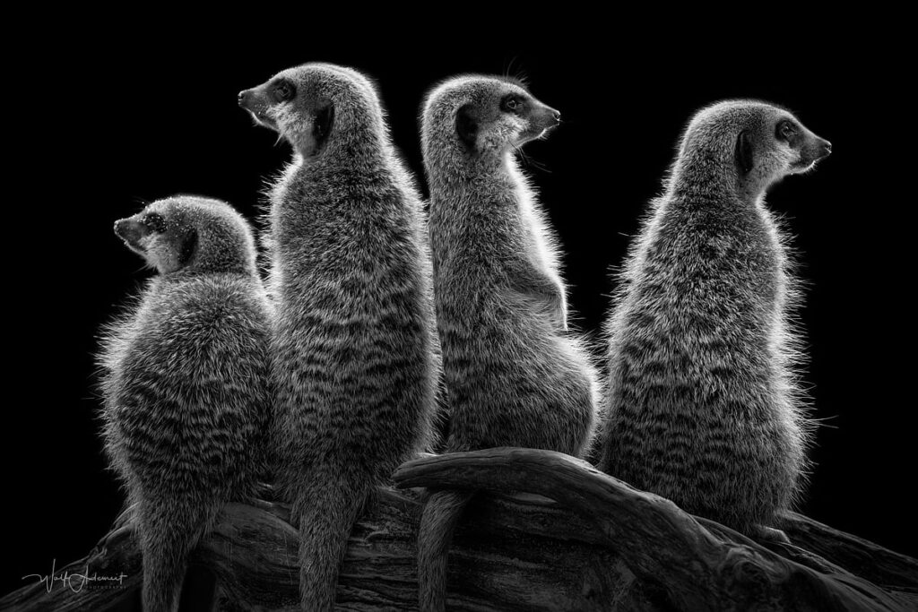 Фотограф: Wolf Ademeit