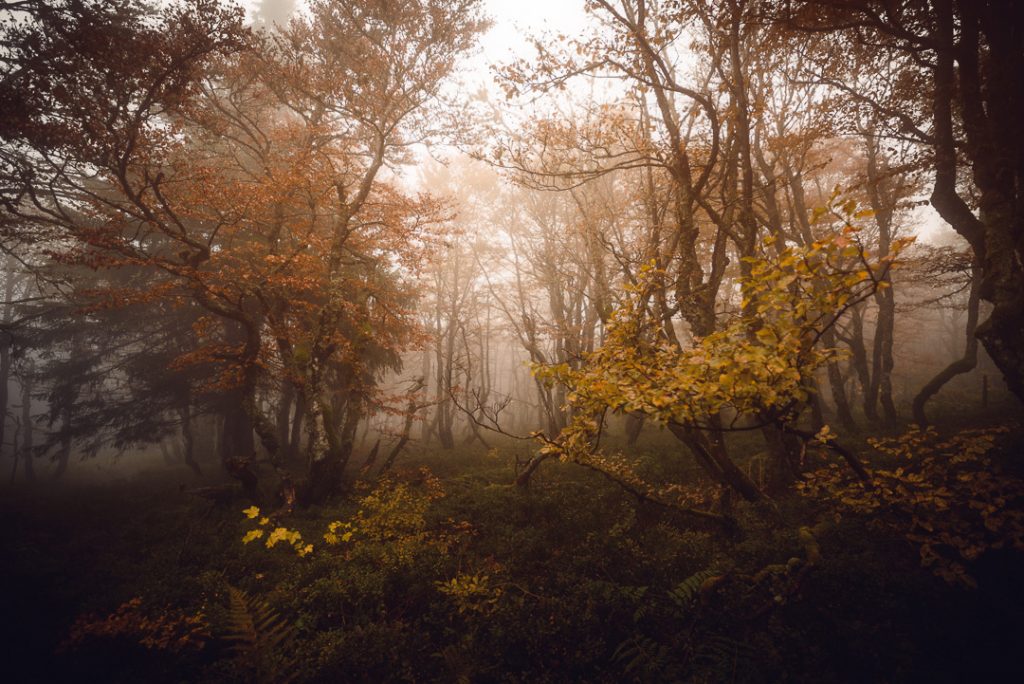 Фотограф: Damien Guiot