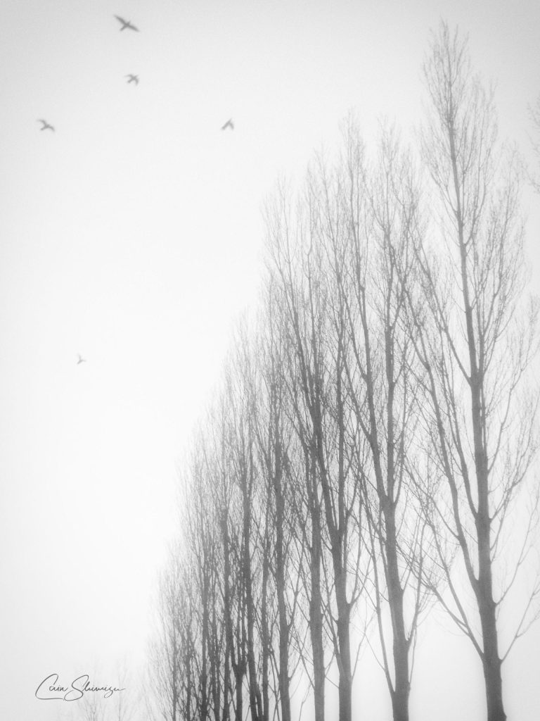 Фотограф: Cain Shimizu