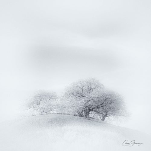 Фотограф: Cain Shimizu
