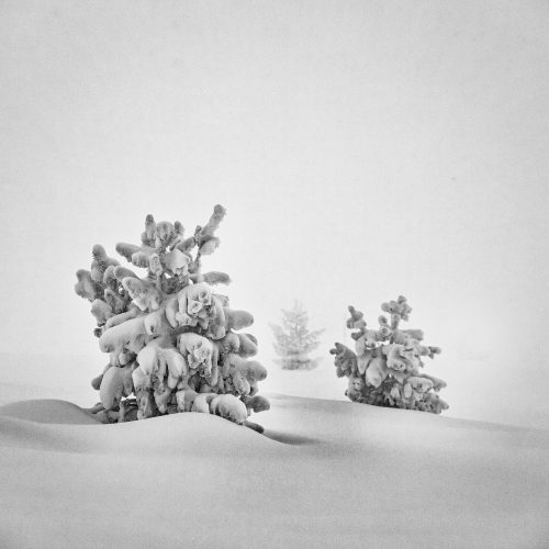 Фотограф: Янко Джемеренов